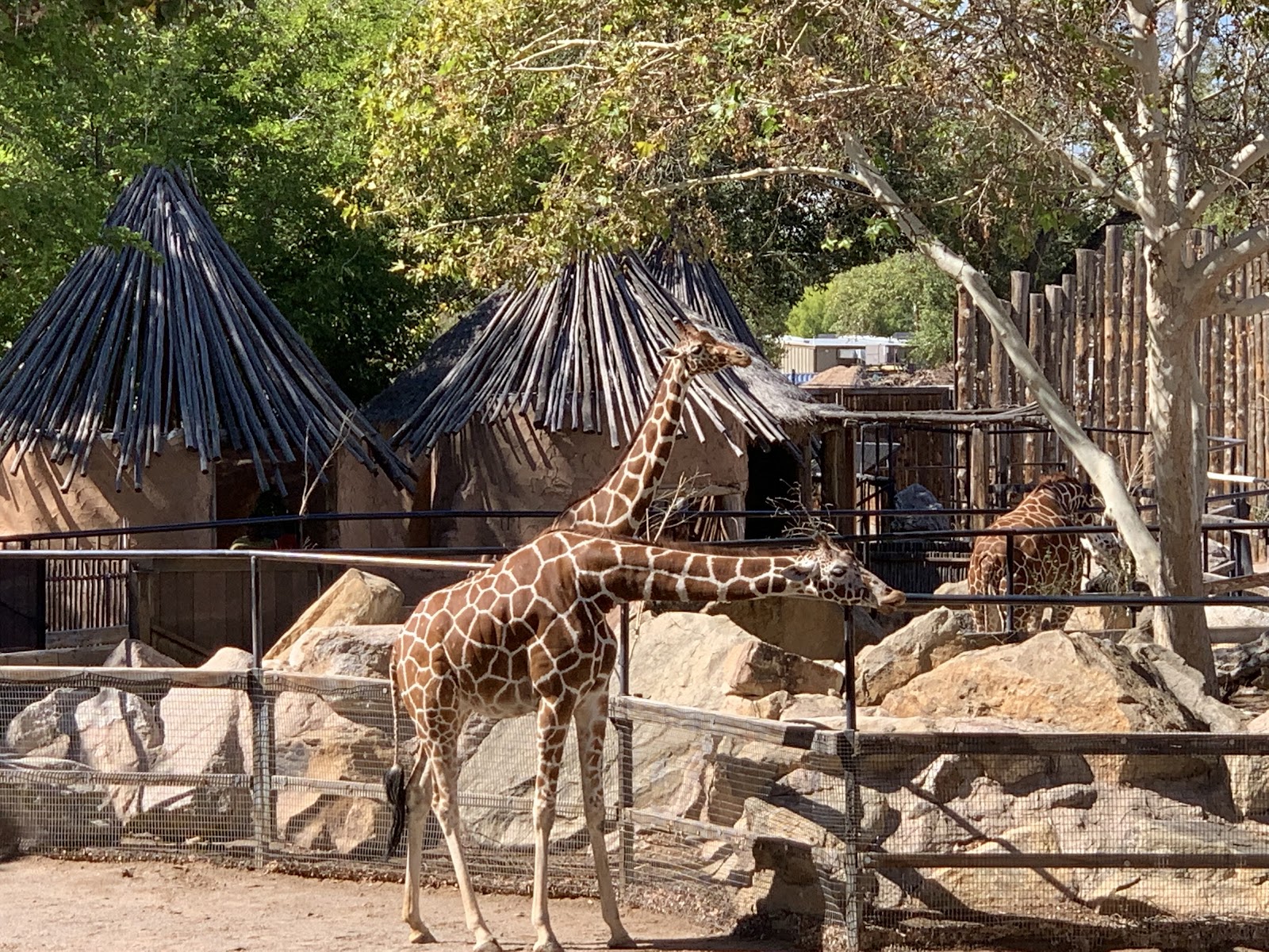 Family Fun at ABQ BioPark Zoo