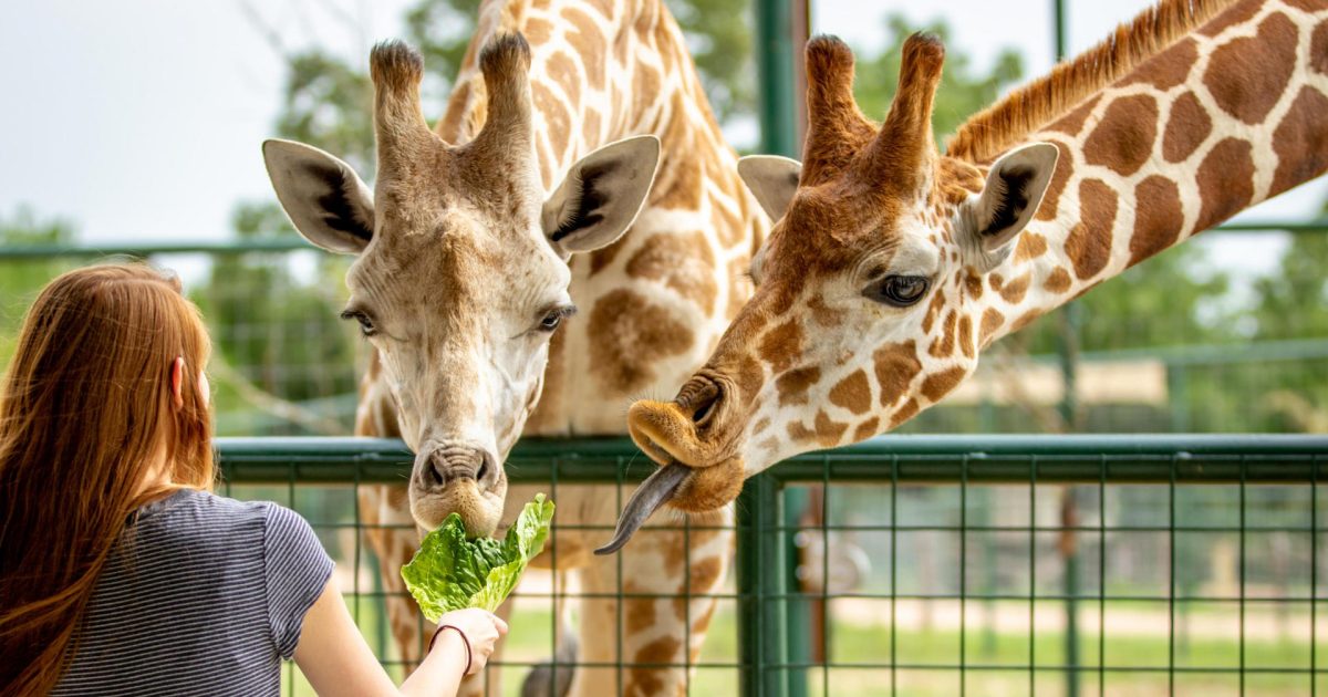 Aggieland Safari