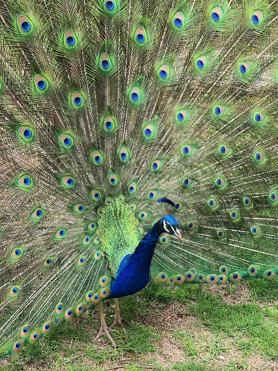 Amarillo Zoo Adventure & Park Play