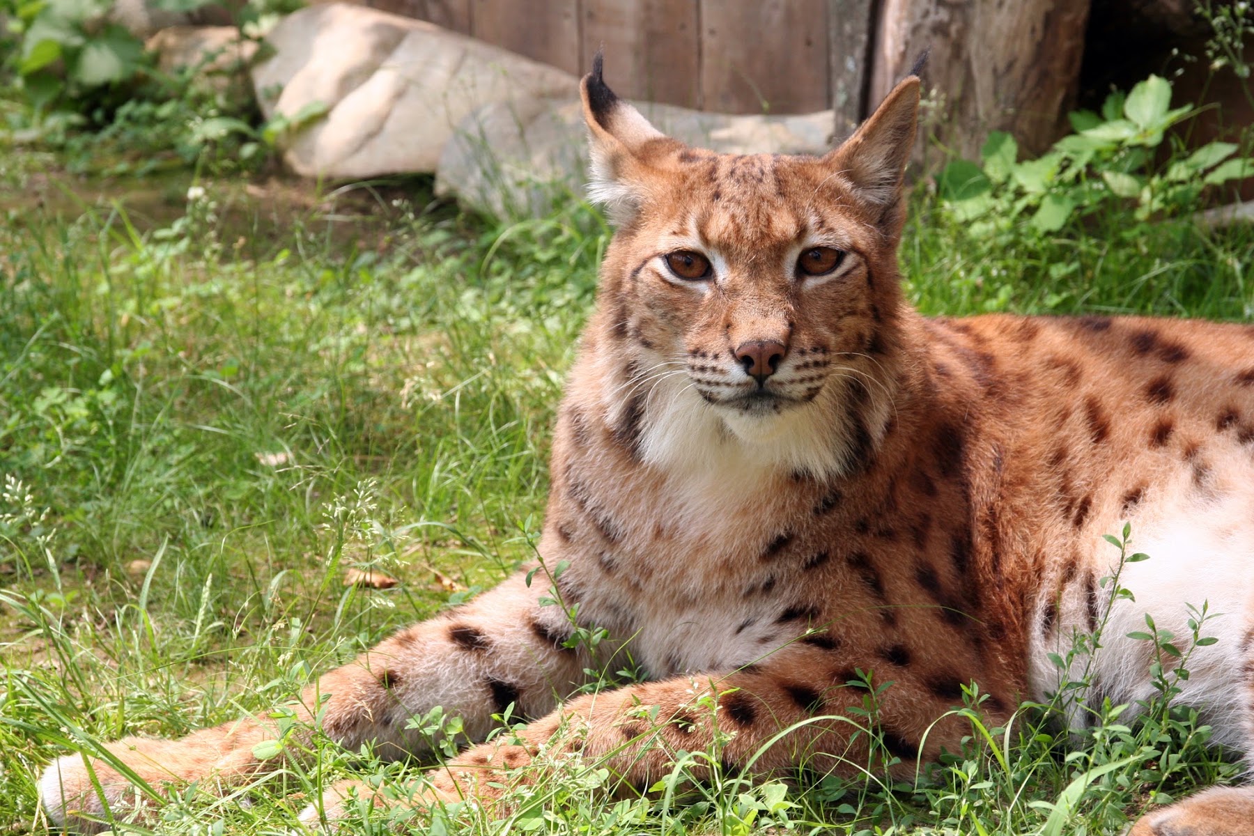Animal Adventures Family Zoo & Rescue Center