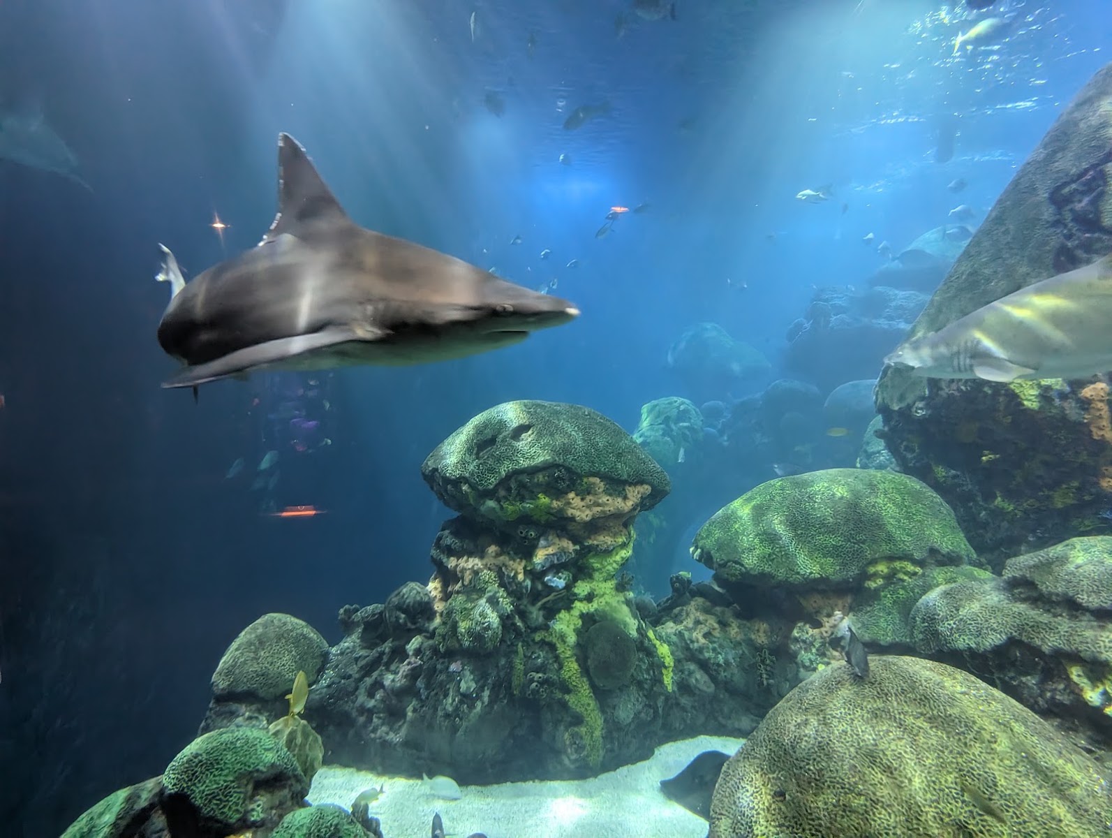 Aquarium Hummingbird and Butterfly Garden