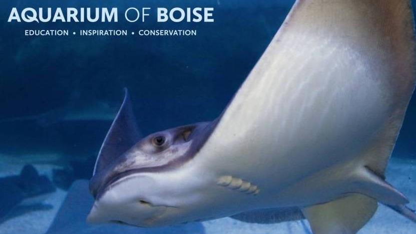 Boise Aquarium Fun & Park Play