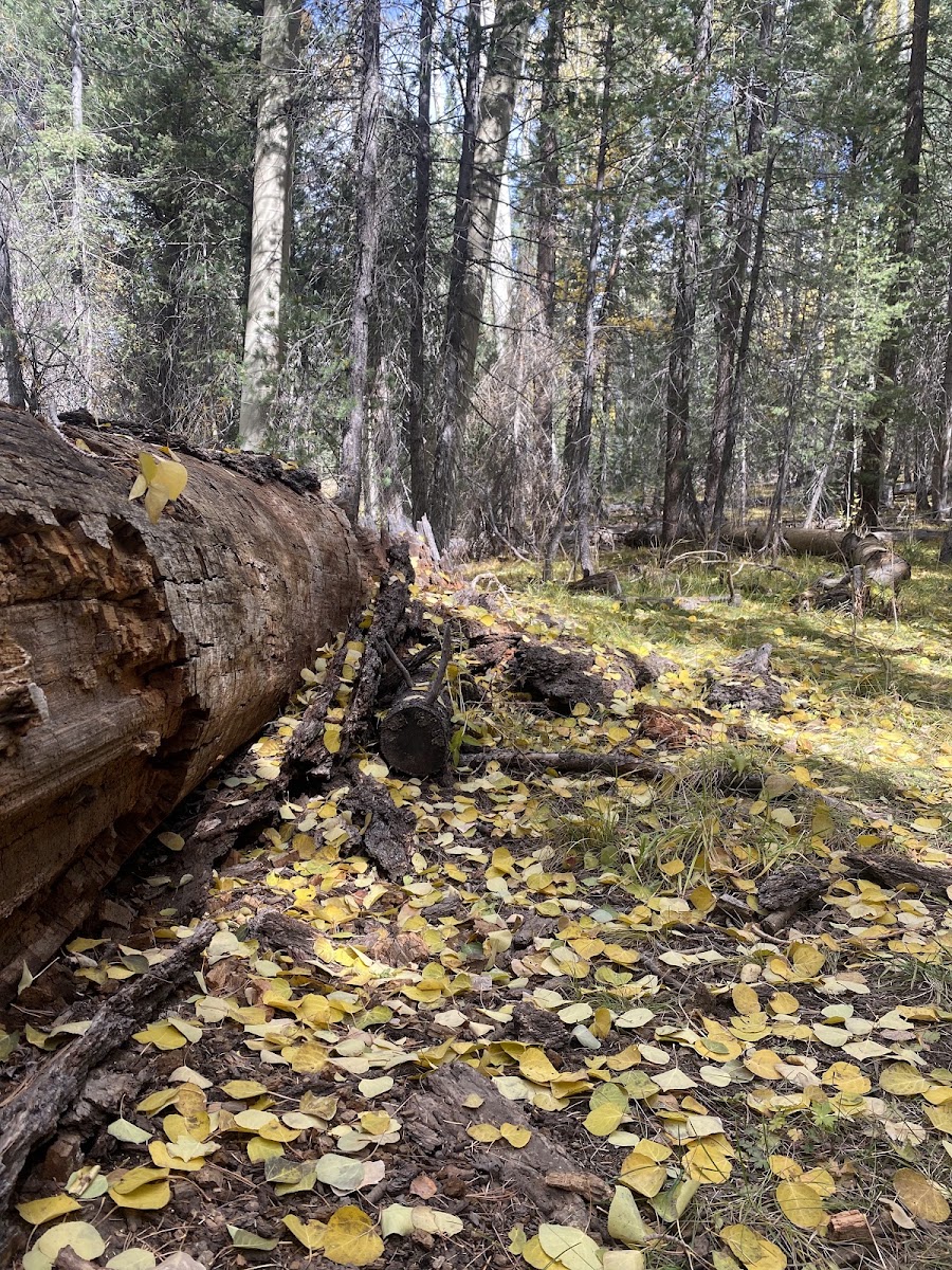 Aspen Corner