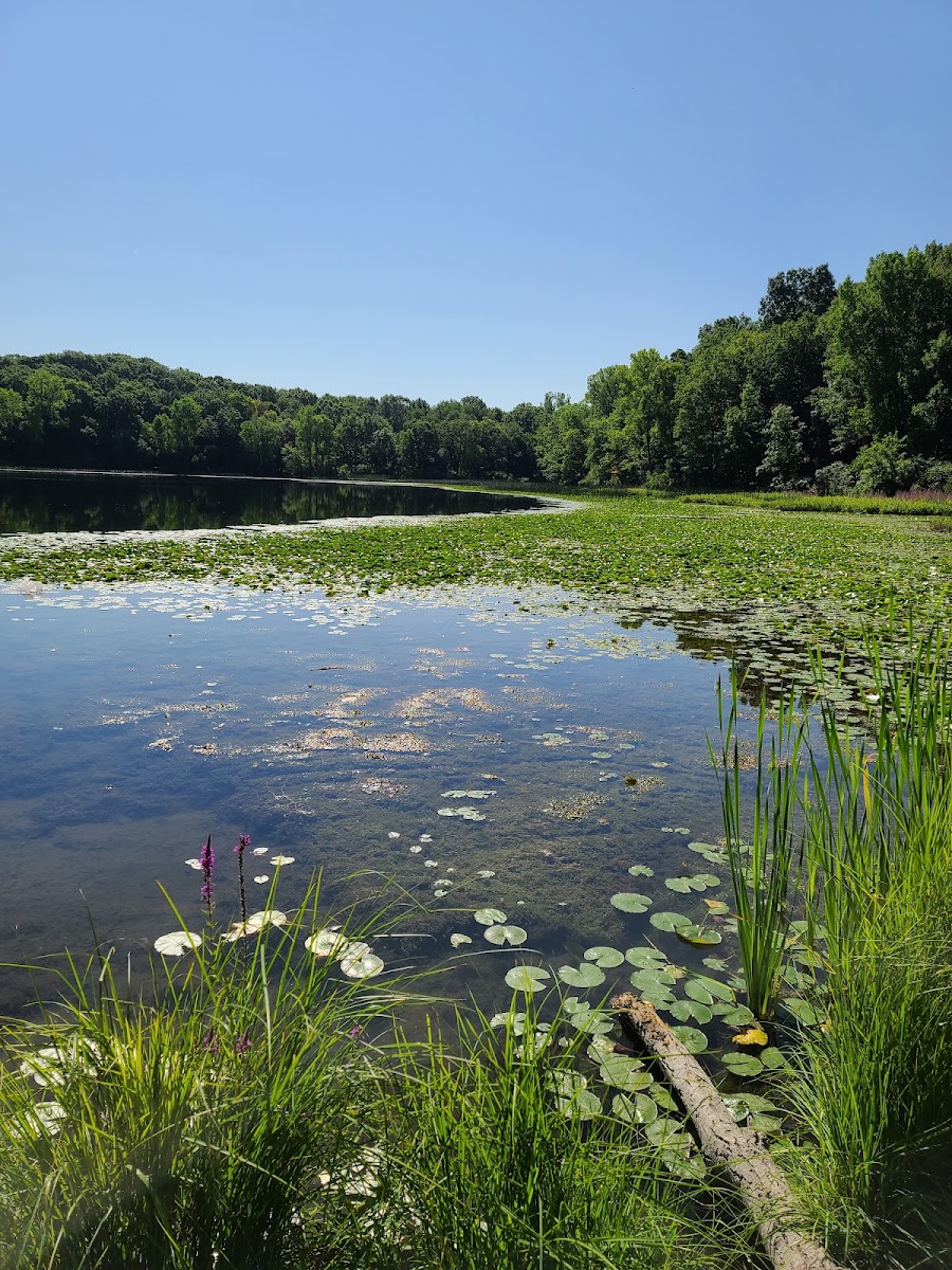 Asylum Lake Preserve