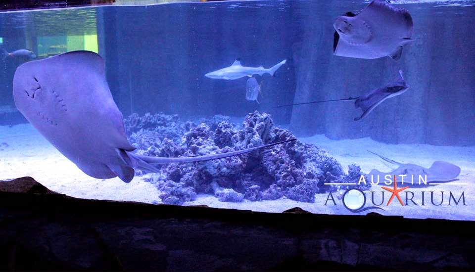 Family Fun at Austin Aquarium & Play