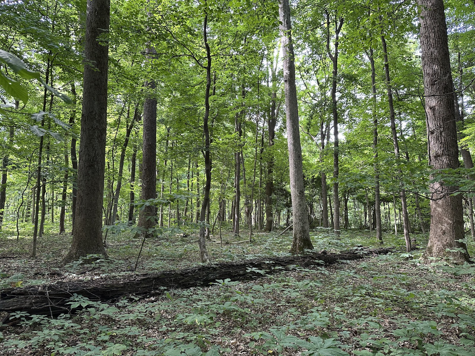 Beall Woods State Park