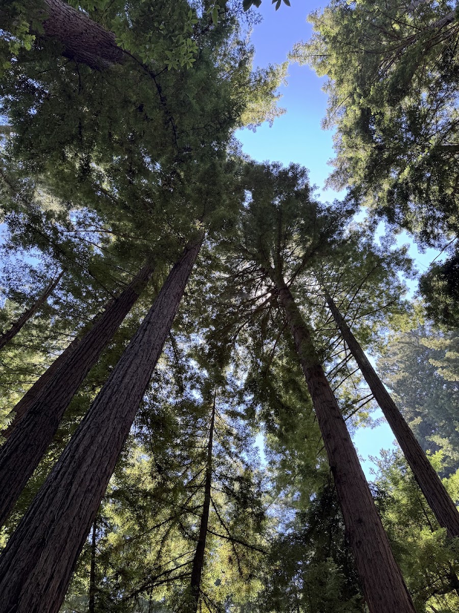 Bear Creek Redwoods Open Space Preserve