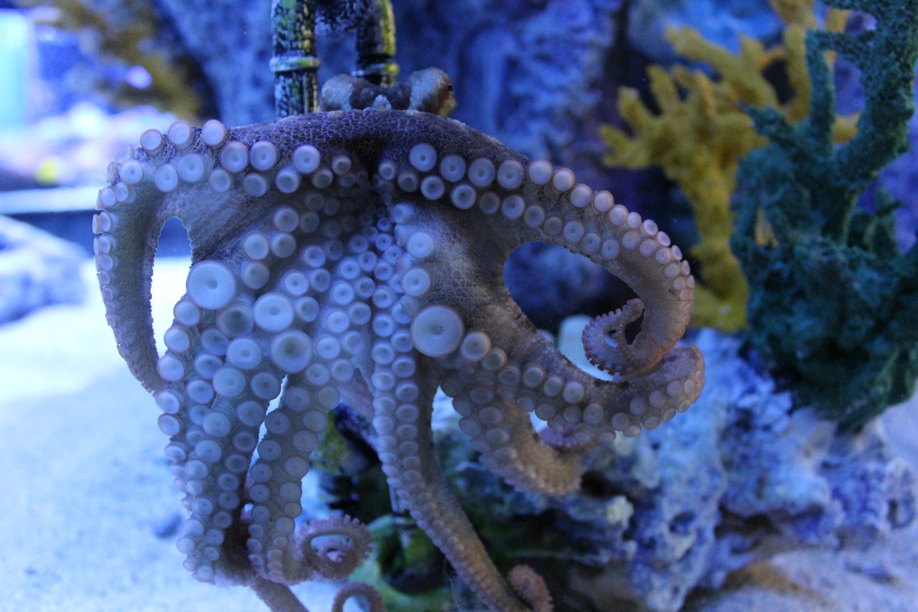 Blue Zoo Aquarium Spokane