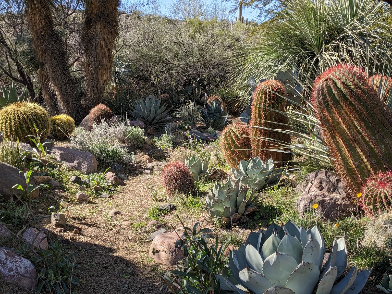 Boyce Thompson Arboretum