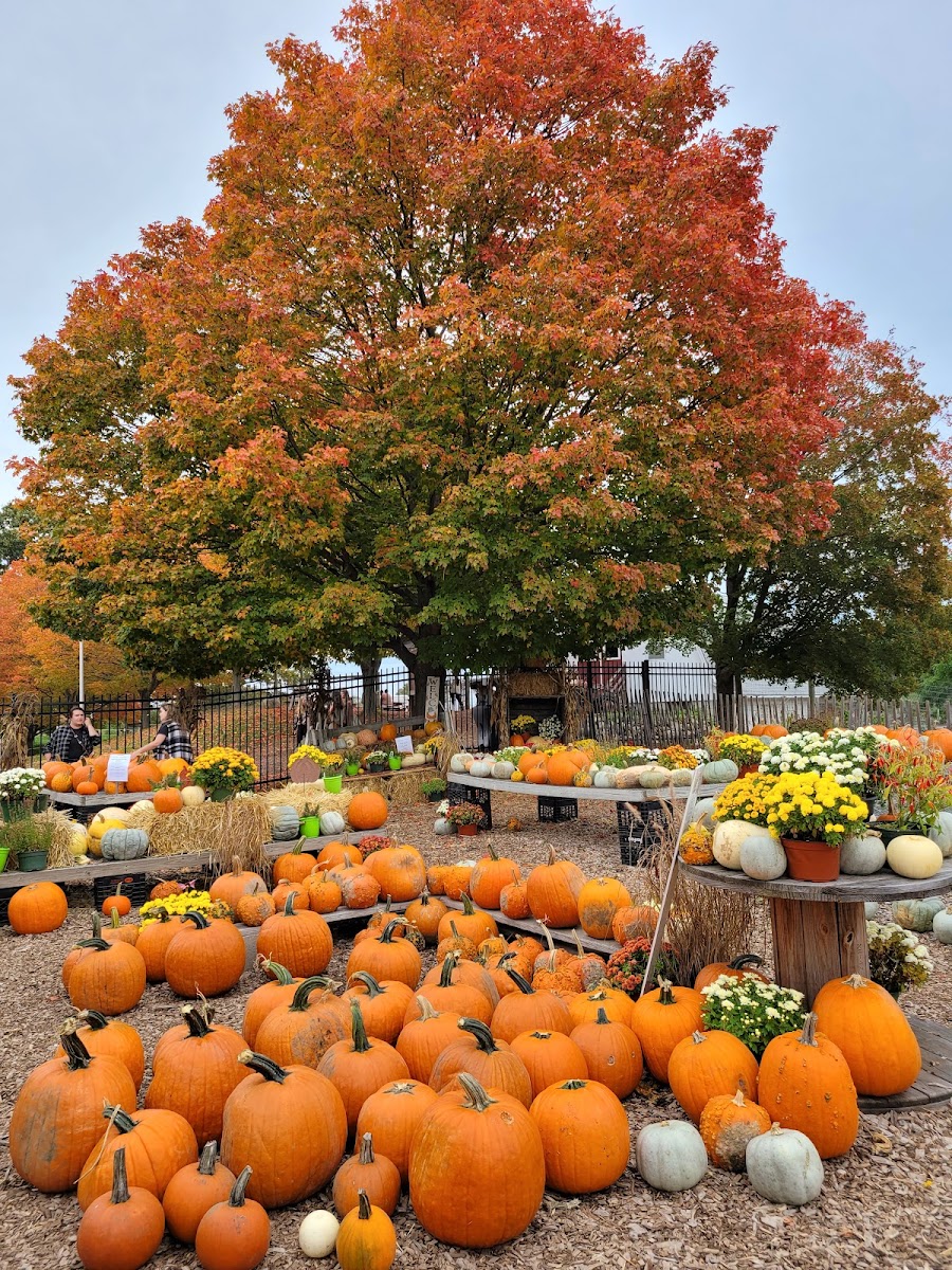 Brooksby Farm