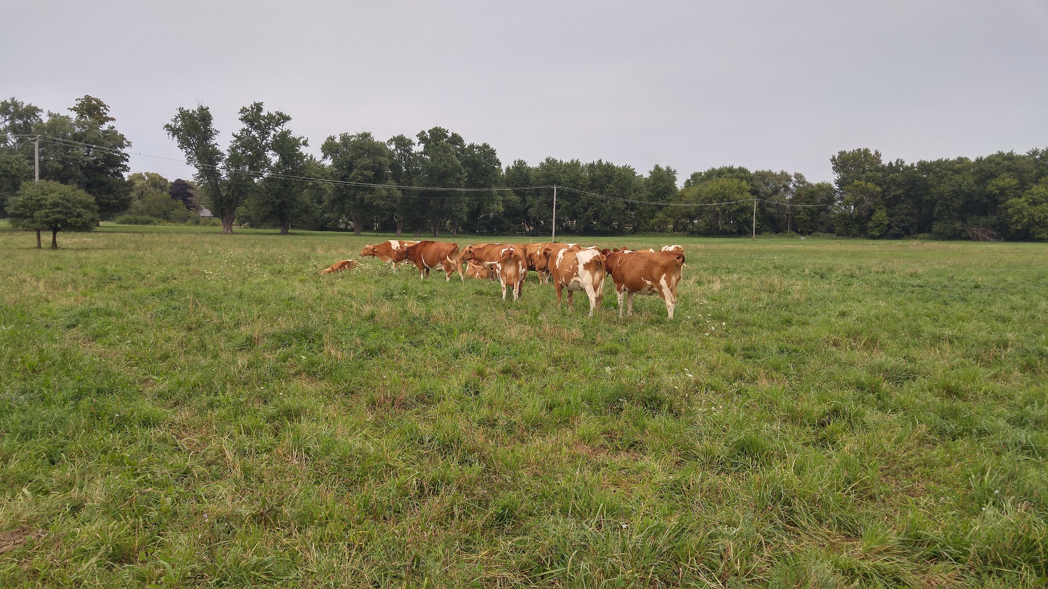 Brunner Family Forest Preserve