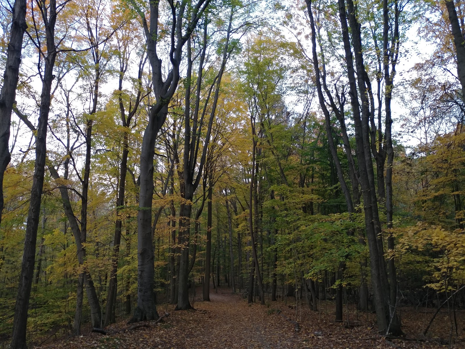 Burchfield Park