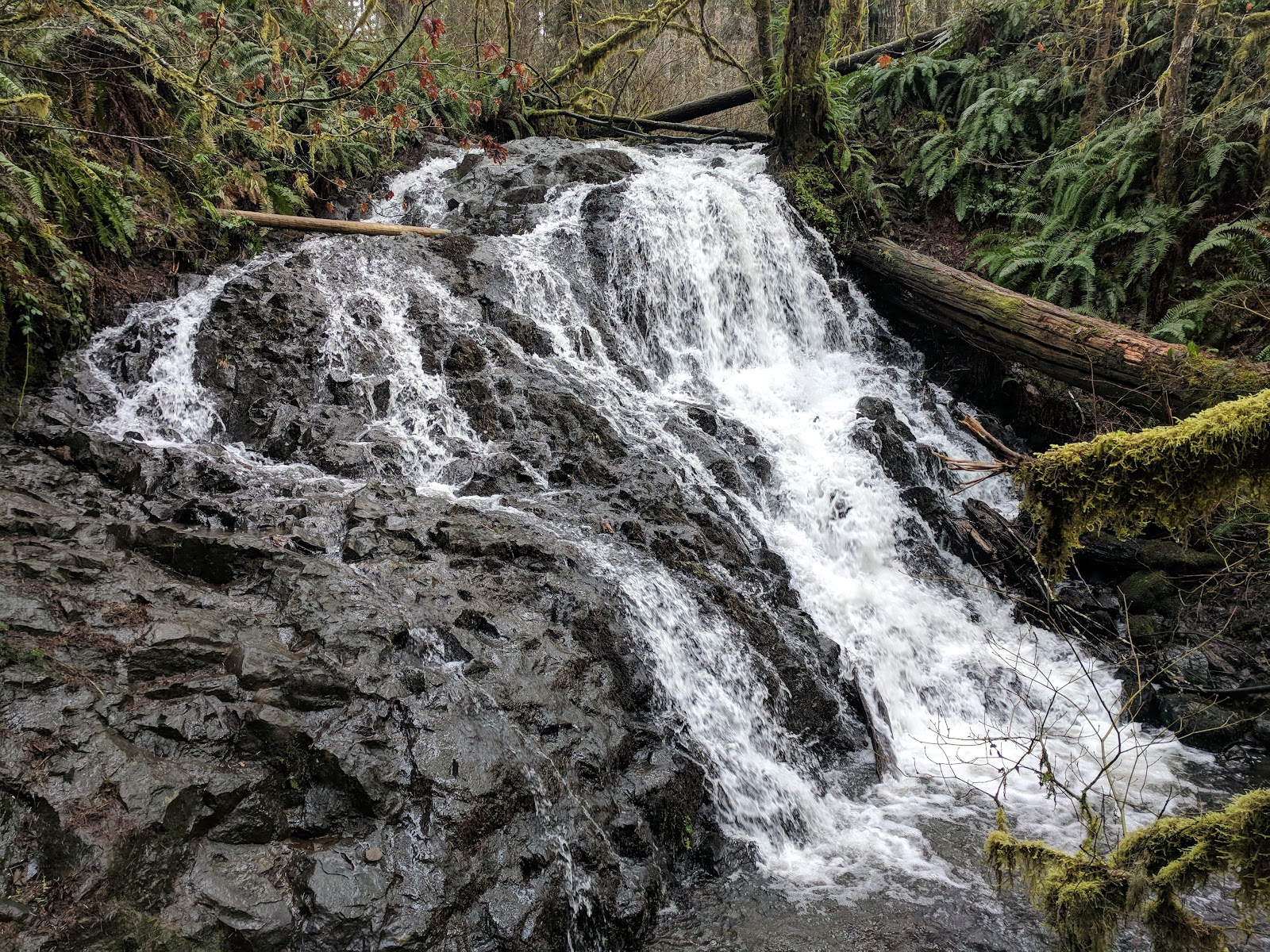 Capitol State Forest
