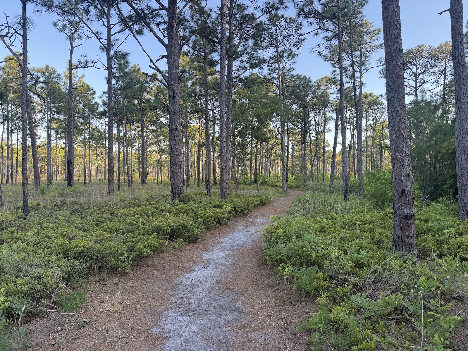 Carolina Beach State Park