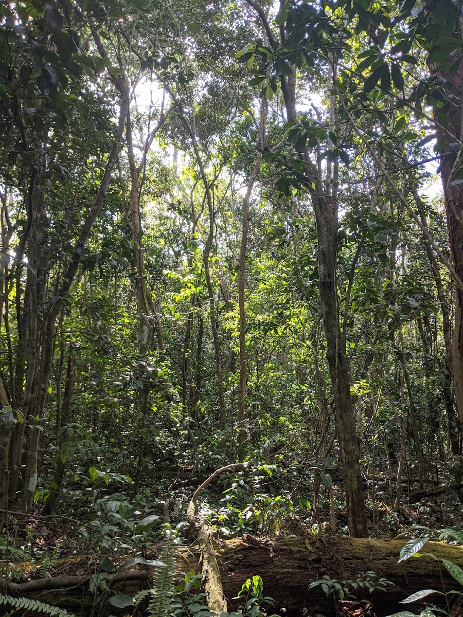 Castellow Hammock Preserve & Nature Center