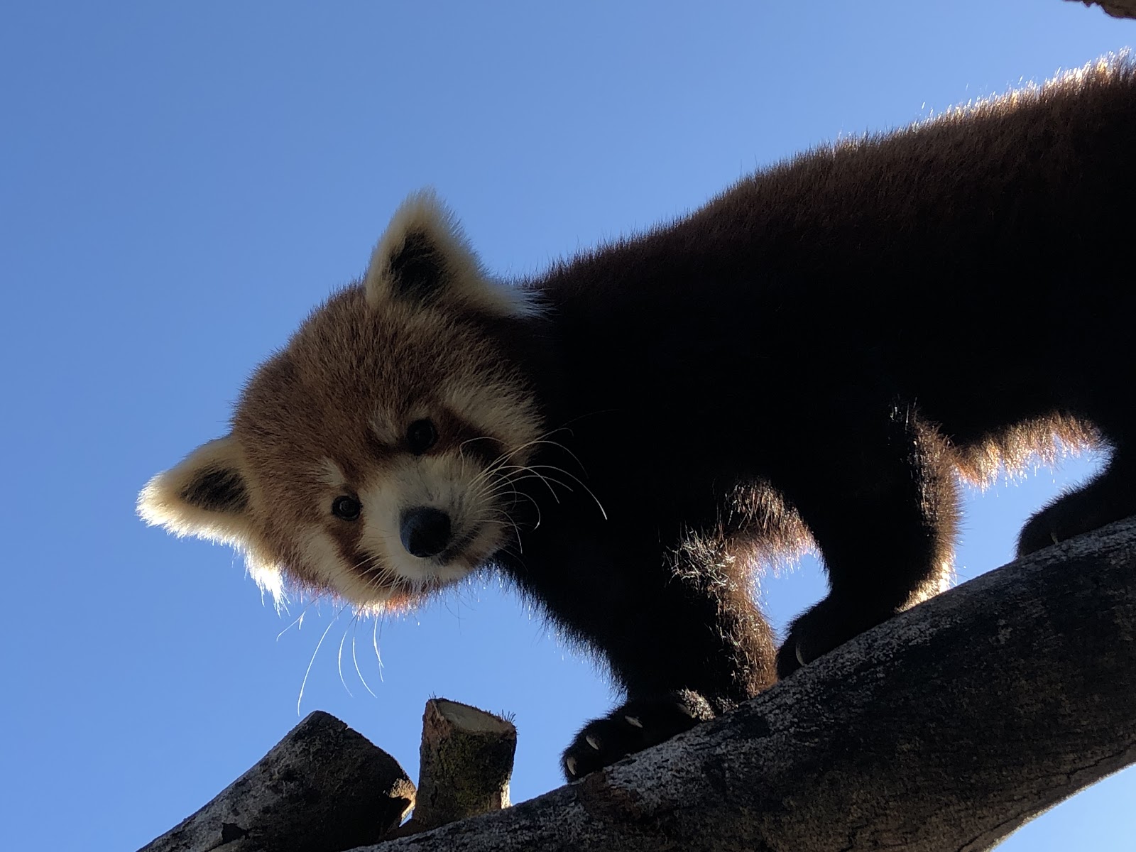 Central Coast Zoo (formerly Charles Paddock Zoo)