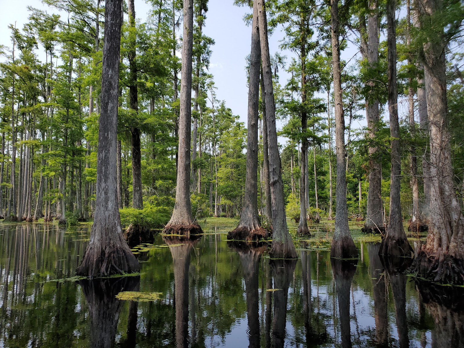 Cypress Gardens