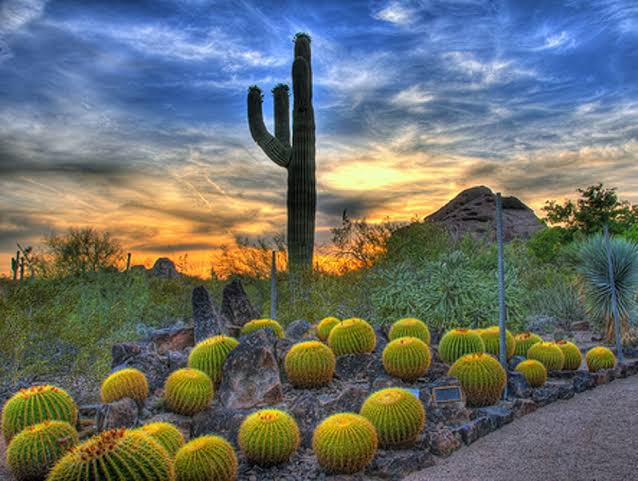Desert Botanical Garden