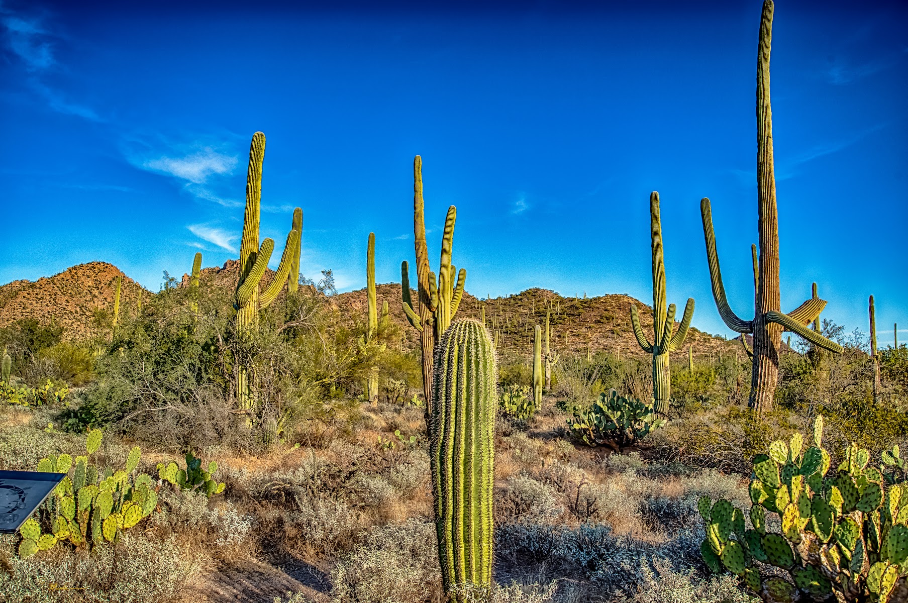 Desert Discovery Nature Trail