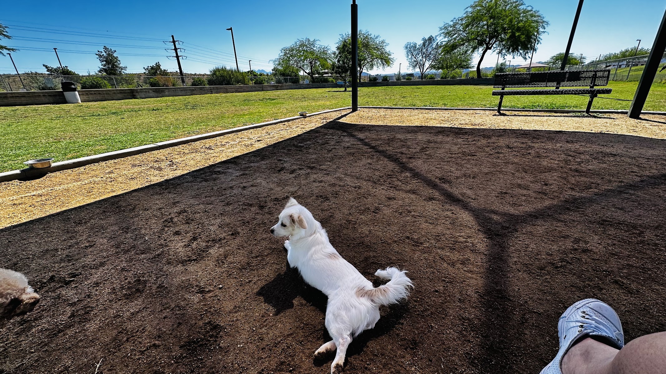 Desert Vista Dog Park