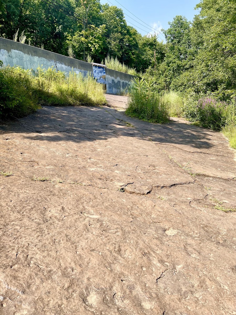 Dinosaur Footprints
