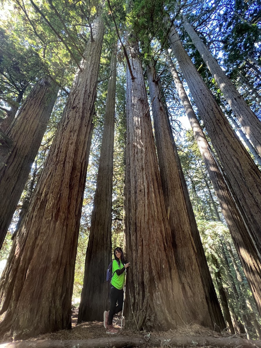 Dipsea Trail Head