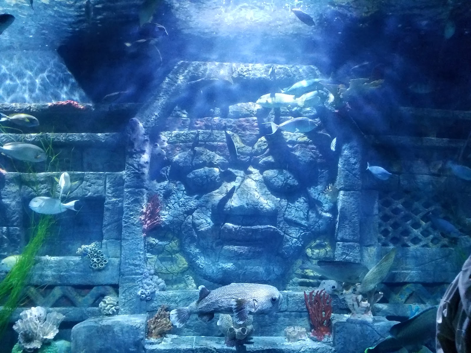 Downtown Aquarium