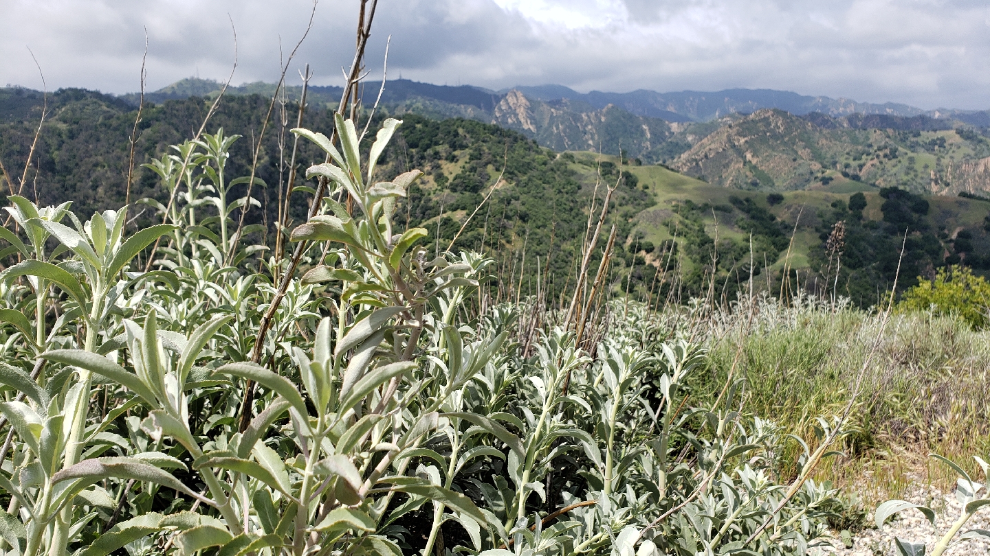 Ed Davis Park at Towsley Canyon
