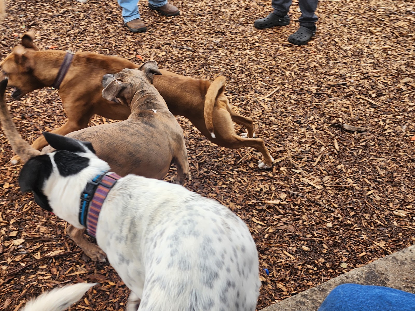 Estelle Cohn Memorial Dog Park