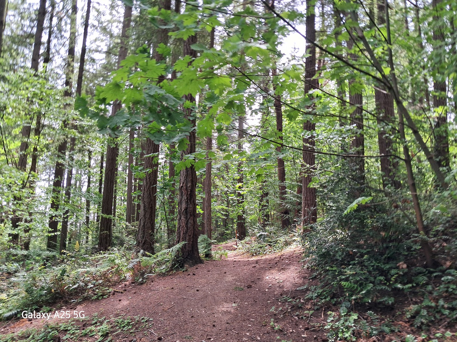 Forest Ridge Park