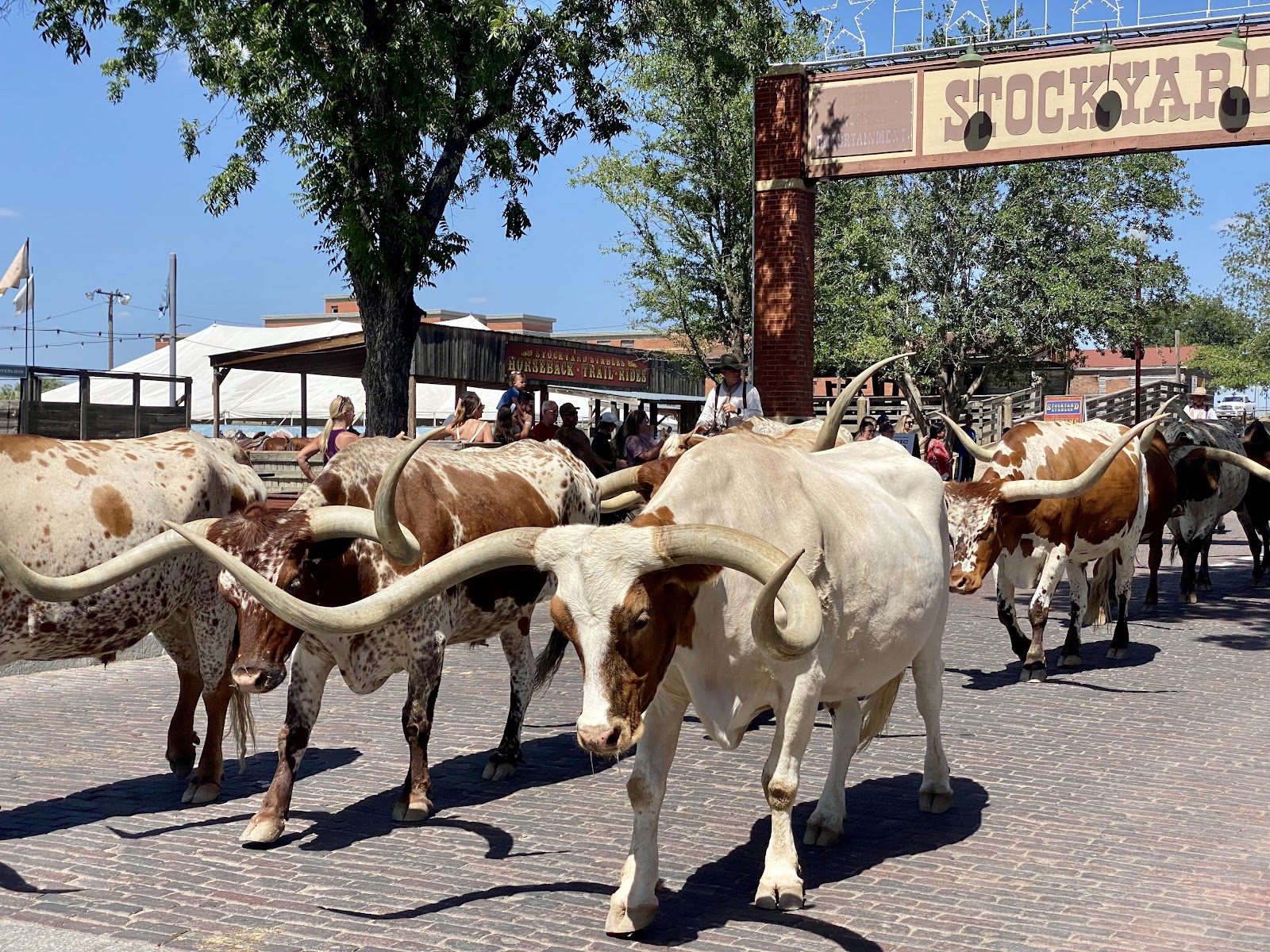 Stockyards Evening & Texas BBQ