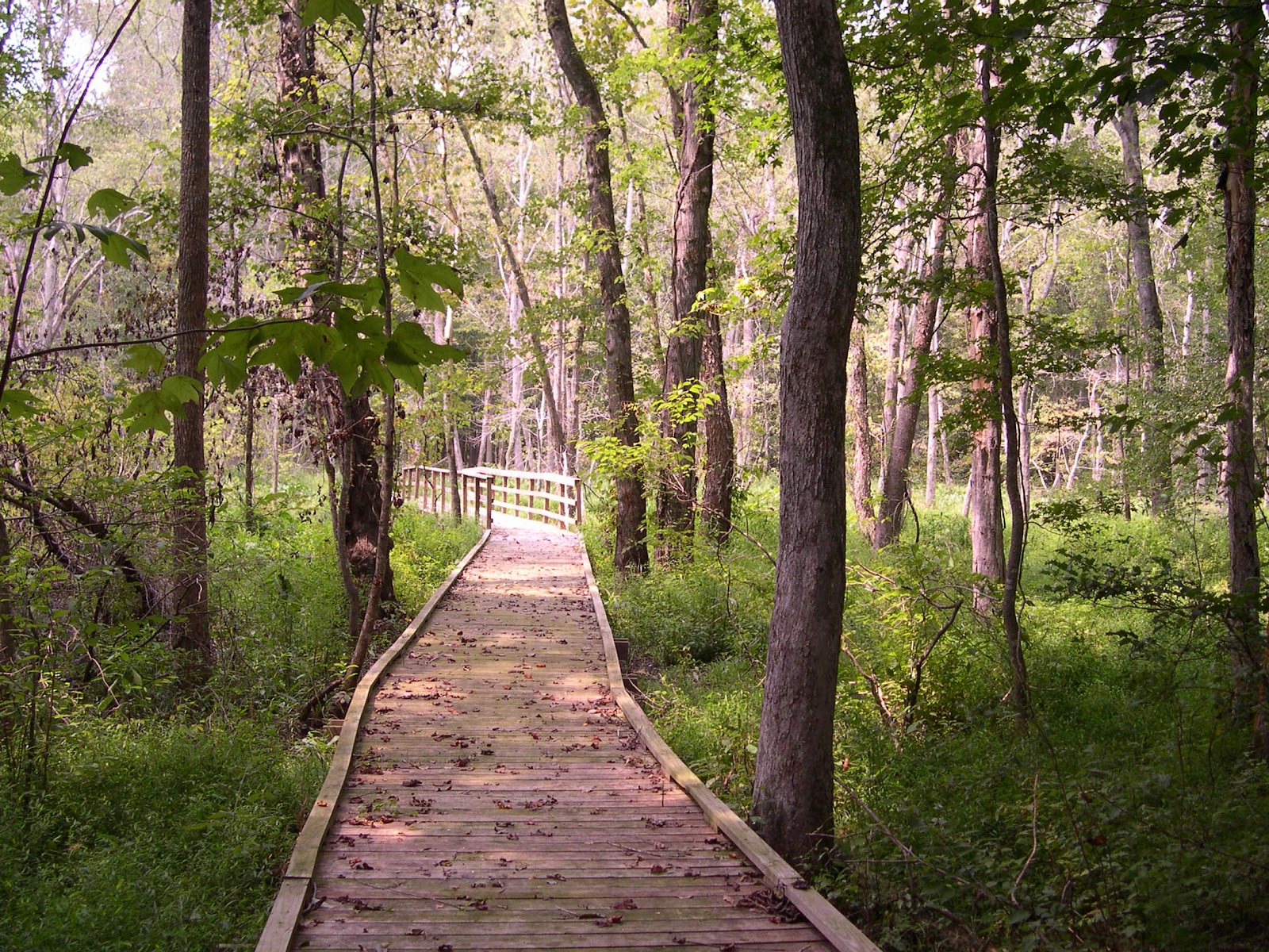 Francis Marion National Forest