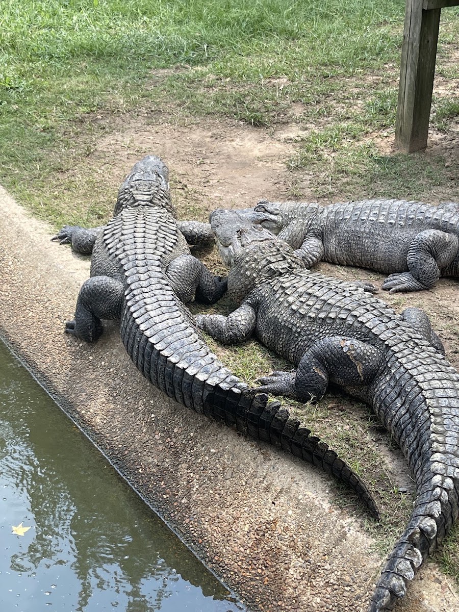 Gators & Friends