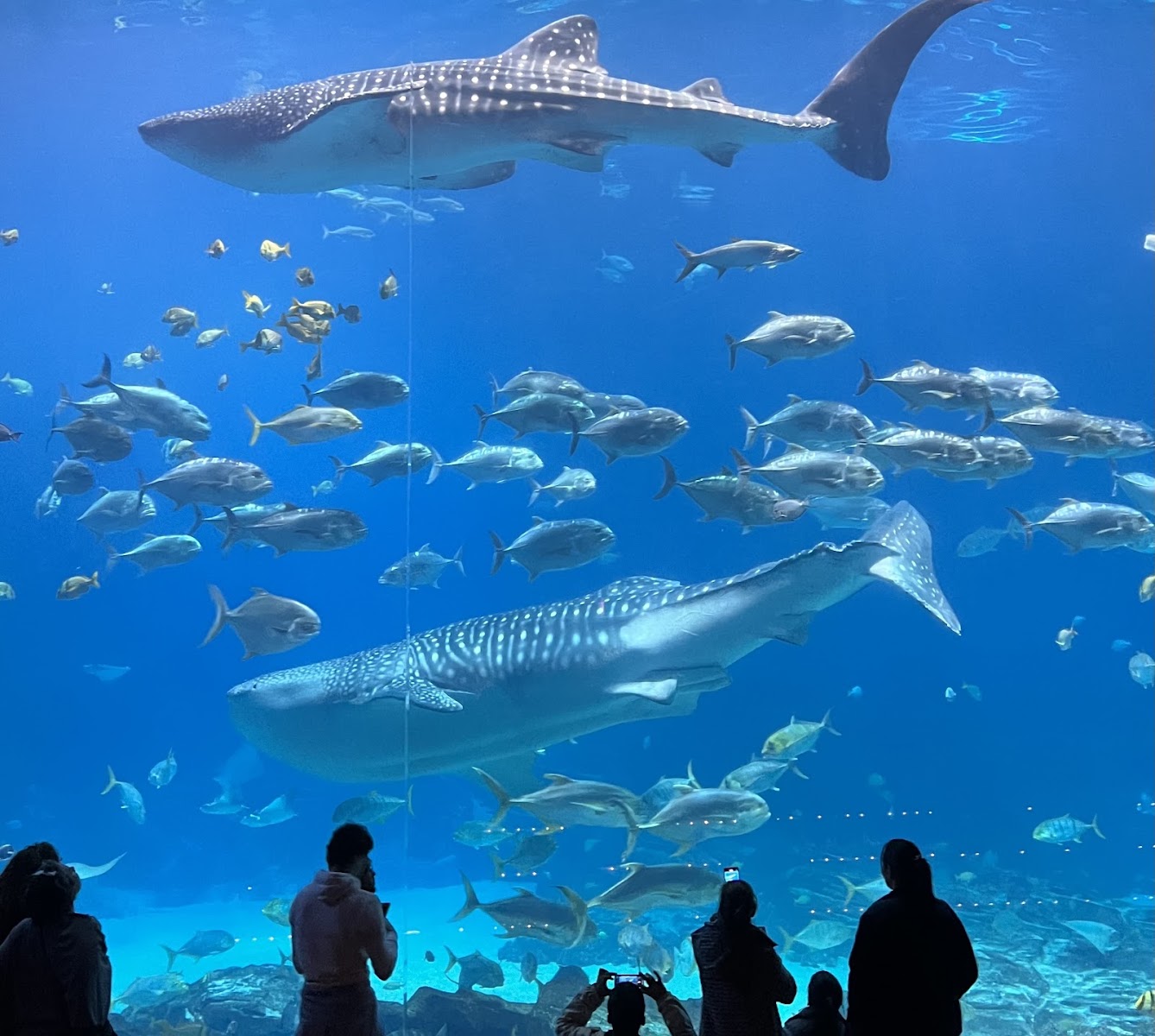Family Fun at Georgia Aquarium