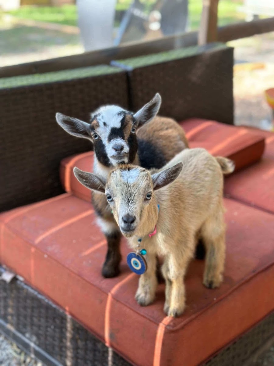 GGA Dwarf Goat Yoga
