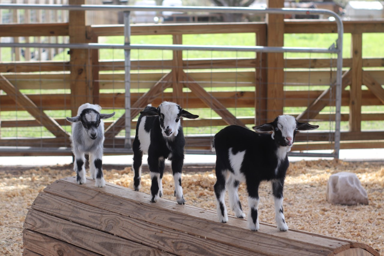 Goat Yoga At Alaska Farms