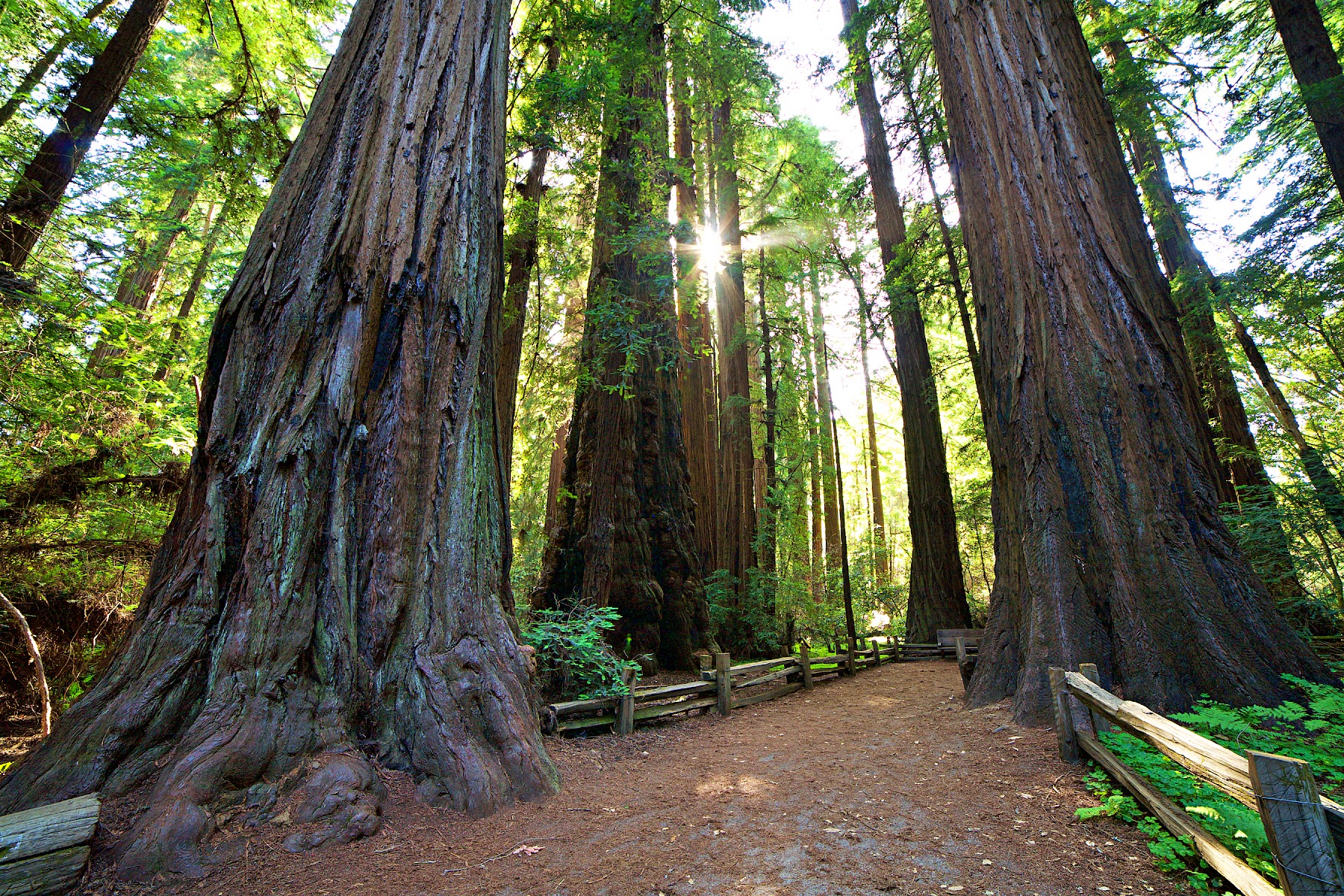 Henry Cowell Redwoods State Park