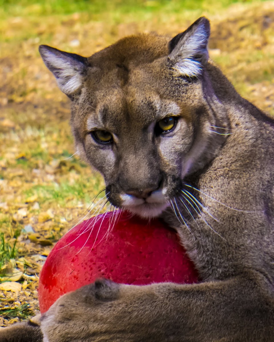 Heritage Park Zoological Sanctuary