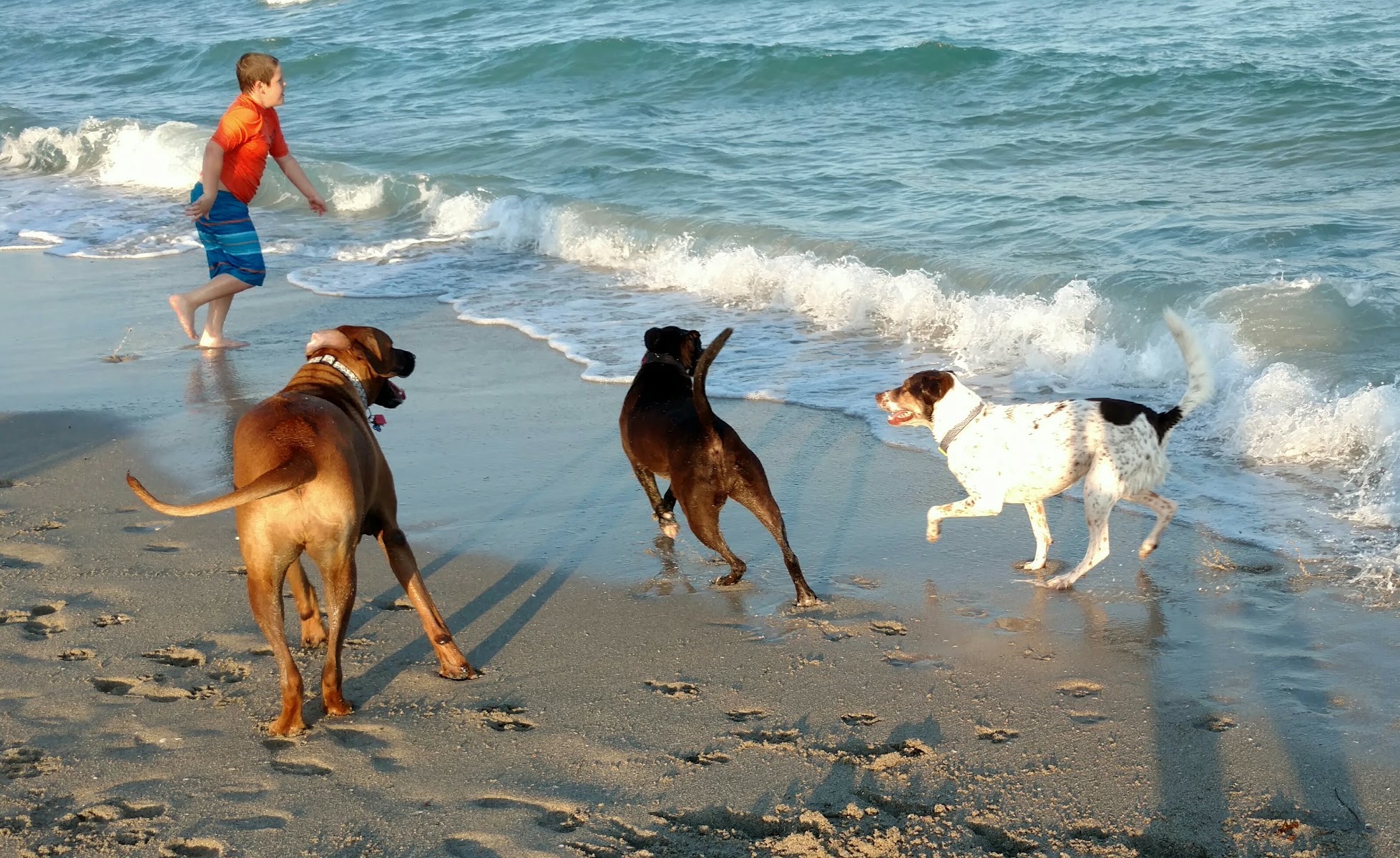 Hollywood Dog Beach