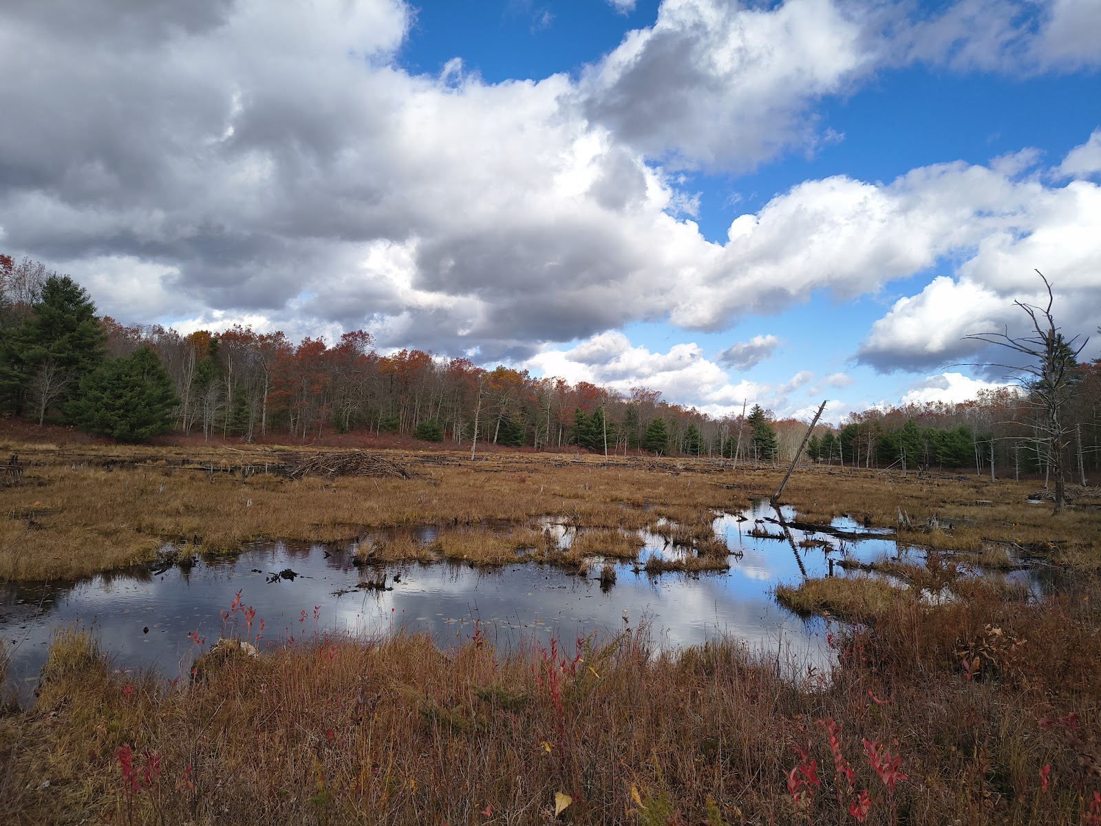 Horse Hill Nature Preserve