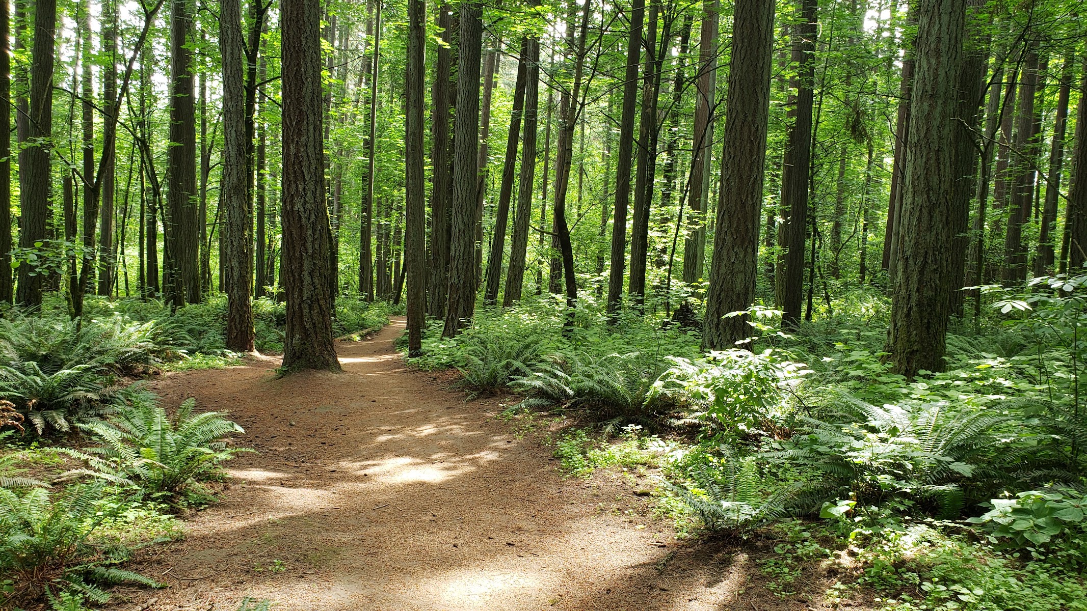 Hyland Woods
