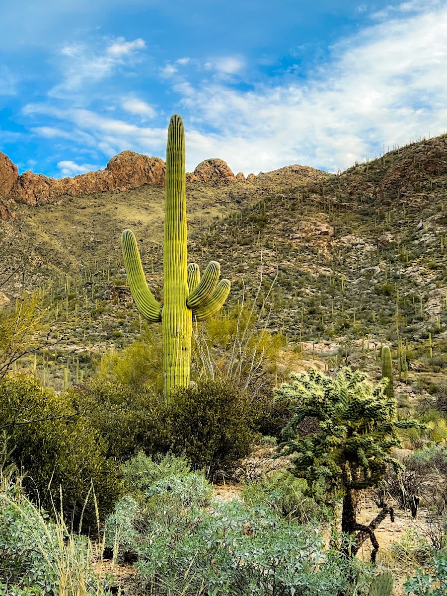 Iris Dewhirst Pima Canyon Trailhead