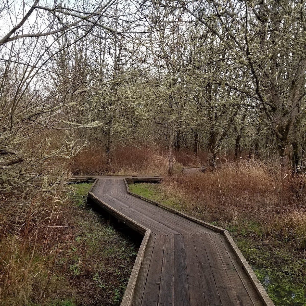 Jackson Frazier Wetland