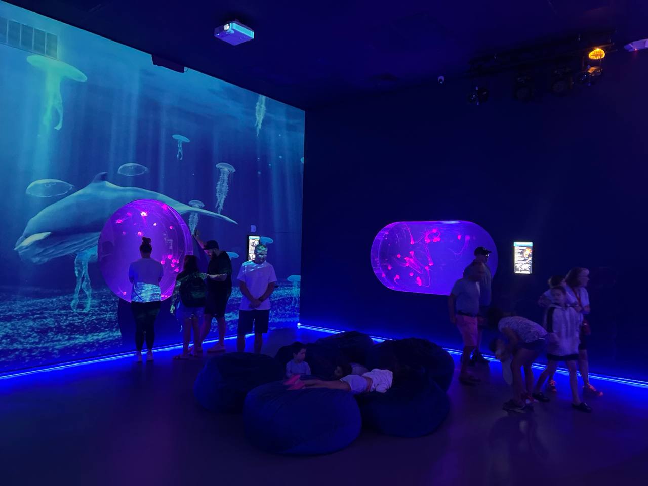 Jellyfish Museum