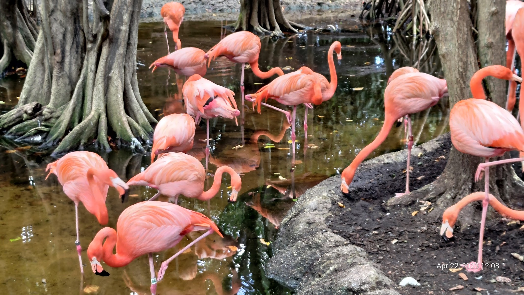 Jungle Island Family Adventure Day