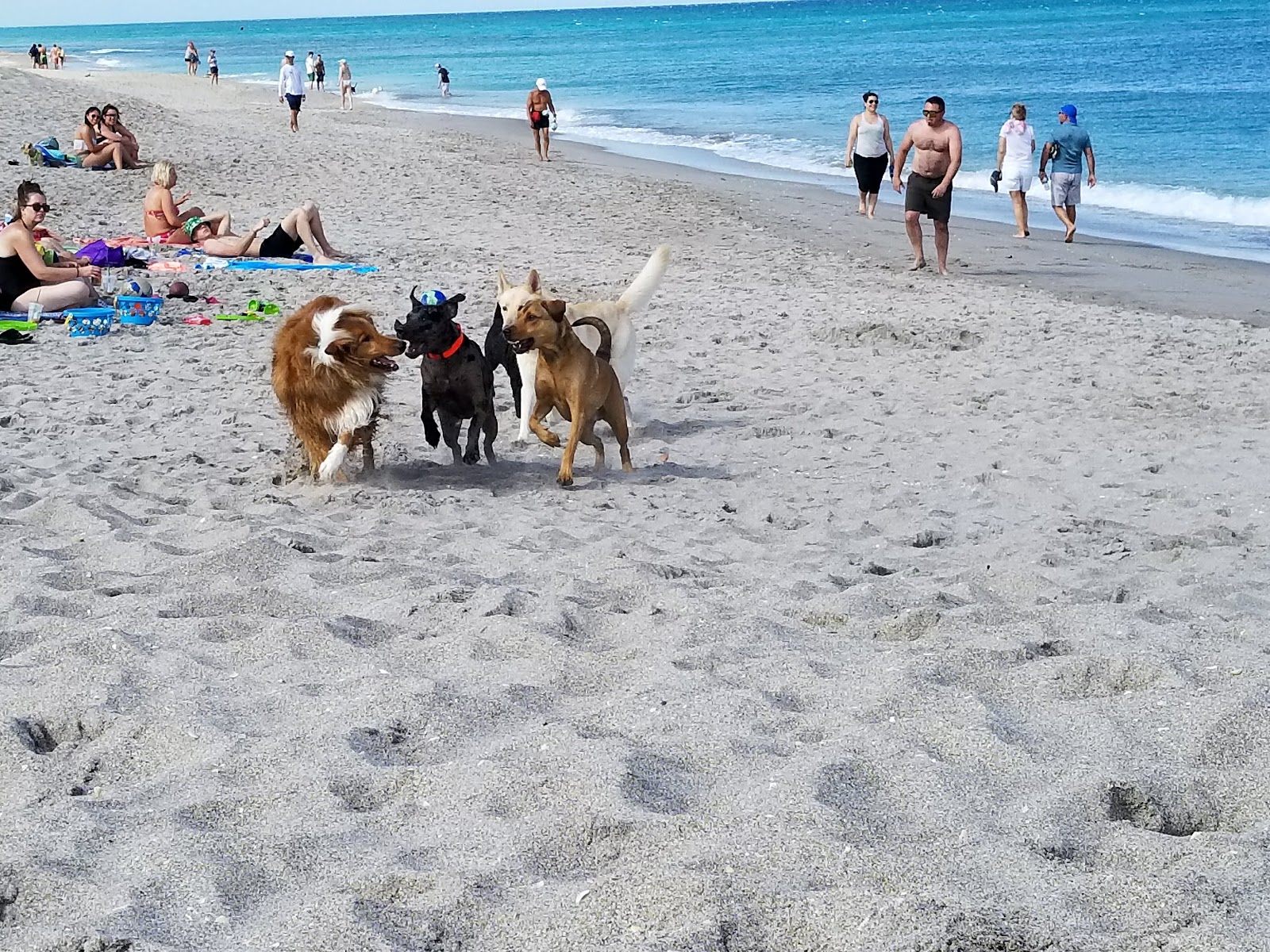 Jupiter Off-Leash Dog Beach