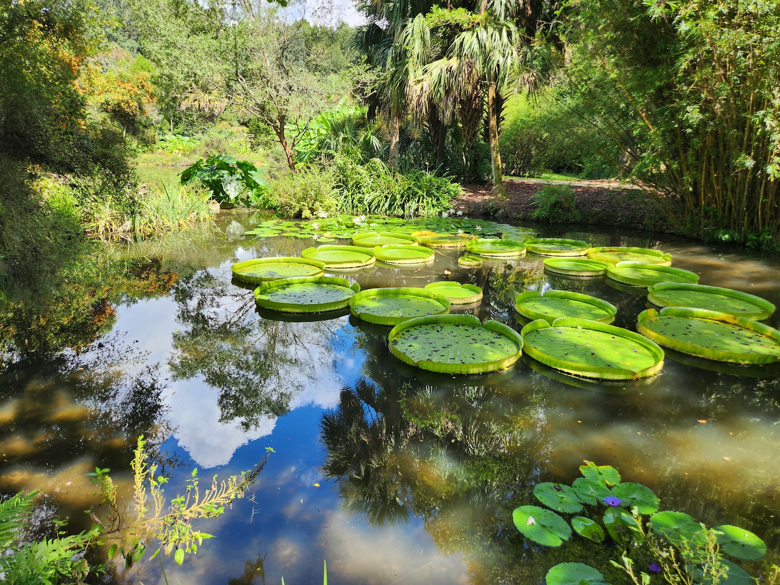 Kanapaha Botanical Gardens