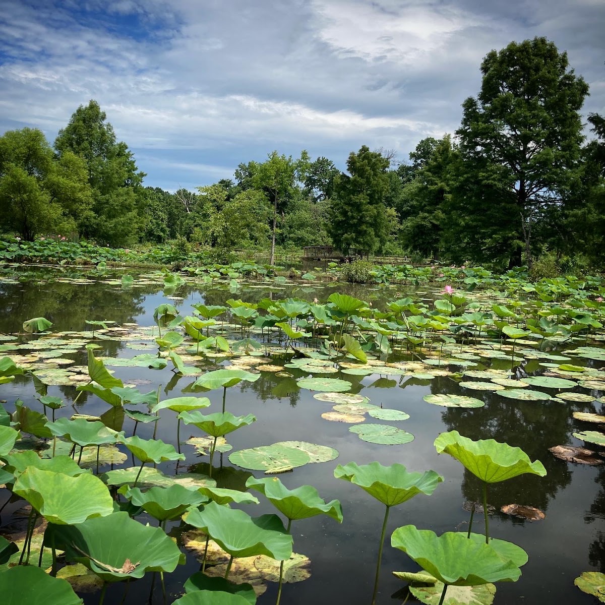 Kenilworth Park & Aquatic Gardens