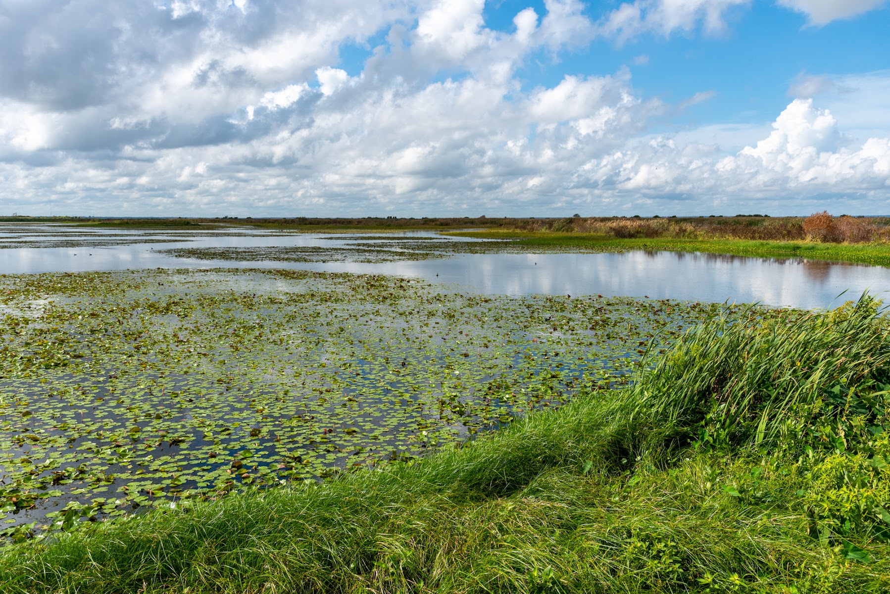 Lake Apopka North Shore