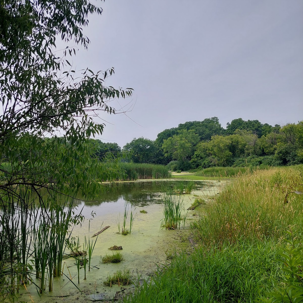 Lincoln Marsh